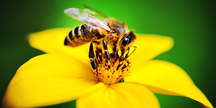 Picadas de insectos-alergia abelhas-saúde-médis